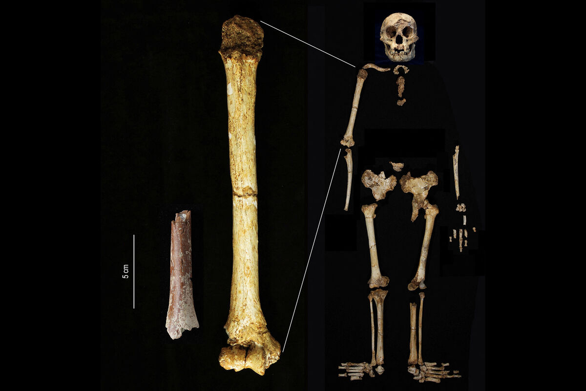 skelet van hobbitbotten