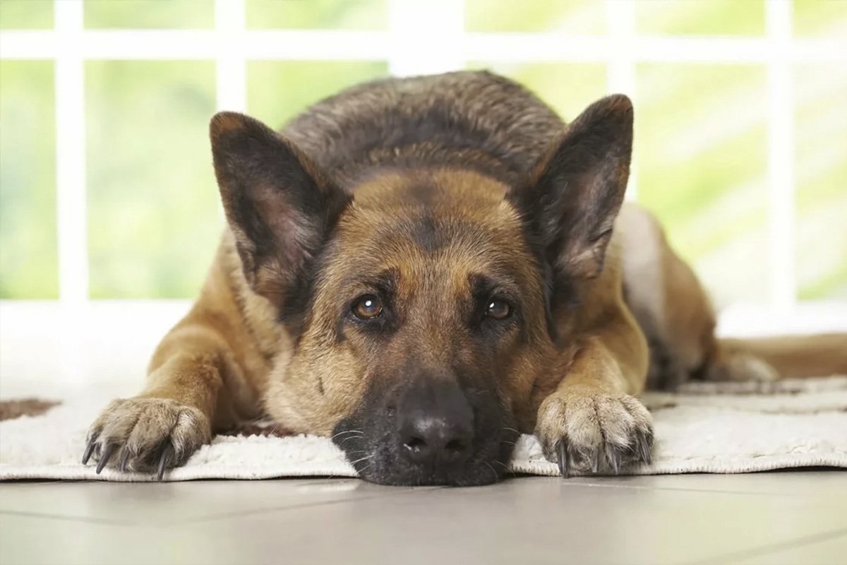 De hond is verdrietig